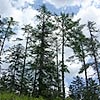 Ещё один красноярский лесной проект стал приоритетным для федерации