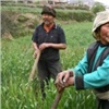 Красноярские депутаты просят ограничить въезд фермеров Китая в страну