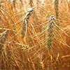 Хакасские приставы арестовали 10 полей невыросшей пшеницы