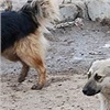 В Кодинске бродячие собаки разорвали детей
