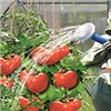 Красноярский Россельхознадзор не уследил за качеством «китайских» овощей
