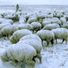 В Хакасии на междугородней трассе КАМАЗ раздавил отару овец
