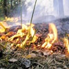 Число лесных пожаров в крае по сравнению с прошлым годом увеличилось на треть
