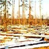 СФУ настаивает на вырубке леса для строительства
