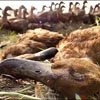Специалисты отвергли версию массовой гибели птиц на Тагарском из-за вируса 