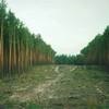 Счётная палата нашла сомнительные миллионные траты на лесную отрасль Красноярского края 