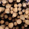 Жителям Красноярского края будут давать меньше леса для строительства 