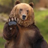 На «Столбах» из-за туристов активизировались медведи 