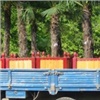 На улицы Красноярска начали вывозить пальмы (фото) 