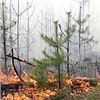 В Красноярском крае из-за лесных пожаров сохраняется чрезвычайная ситуация
