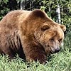 В заповеднике «Столбы» опять активизировались медведи
