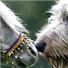 На выставку в Красноярске привезут одну из самых миниатюрных лошадей в мире 