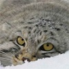 На спасение диких кошек южной Сибири потратят 5,5 млн рублей
