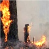 В Красноярском крае из-за лесных пожаров ввели режим ЧС
