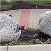 В Красноярске вандалы разрушили цветочных лебедей
