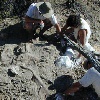В окрестностях Шарыпово работает экспедиция германских и петербургских палеонтологов
