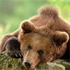 В красноярском заповеднике «Столбы» пересчитали медведей
