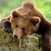 Туристов в Красноярском крае предупредили о растущей активности медведей
