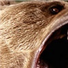В Эвенкии медведь насмерть загрыз геолога
