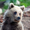Красноярцам предложили догнать и обнять медведя в парке флоры и фауны «Роев ручей»