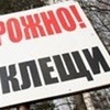 За неделю от клещей пострадали 400 жителей Красноярского края