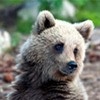 Вышедшего к детскому лагерю медведя застрелили в Железногорске