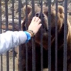 Красноярский зоопарк уличил посетителей в попытке покормить медведя с рук (видео)