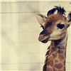 Красноярцев призвали голосовать за лучшее имя для первого сибирского жирафа
