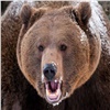 В красноярском заповеднике начали считать проснувшихся медведей (видео)