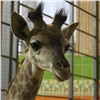 Первый сибирский жираф из Красноярска переедет в Нижний Новгород