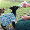 «Роев ручей» нарядит карликовых козлят в пижамки