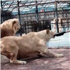Красноярский зоопарк устроит шоу перетягивания каната со львом (видео)