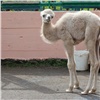 Верблюдицу из красноярского зоопарка предложили назвать в честь «Игры престолов»