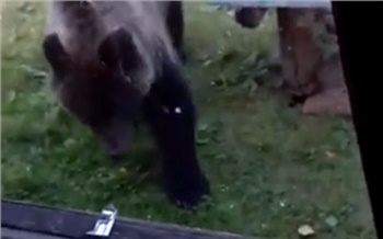 Смелая красноярка сняла на видео навестившего дачу медведя