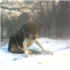 На ликвидированном посту ДПС в Красноярске «дежурит» бездомный пес