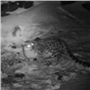 В Туве впервые удалось снять поедающего жертву снежного барса (видео)