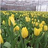 К 8 марта в Красноярске вырастили 180 тысяч тюльпанов
