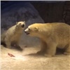 Красноярские зоологи сняли на видео ухаживания белых медведей