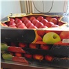 В Красноярске уничтожили еще более 111 кг запрещенных польских яблок