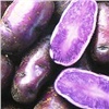 Красноярским садоводам предложили сакуру и фиолетовый картофель