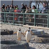 Пингвины в красноярском зоопарке открыли купальный сезон (видео)