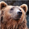 На красноярских «Столбах» считают медведей (видео)
