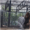 В жару медведям из красноярского зоопарка устроили обливание (видео)