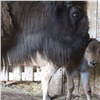 Красноярские зоологи сняли, как самка зубра защищает детеныша от чужих глаз (видео)