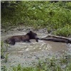 Из-за жары медведи на красноярских «Столбах» устроили купание в луже (видео)
