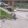 Собака на глазах у хозяев прогнала медведя с дачи под Красноярском (видео)