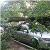 На правобережье Красноярска упавшее дерево повредило автомобиль
