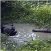 Новые кадры купания медведей показал красноярский заповедник (видео)