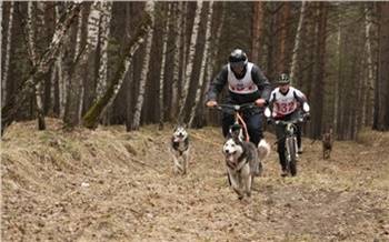 В Красноярске пройдут бесснежные гонки на собаках