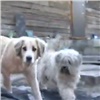 Жители Дивногорска пожаловались на терроризирующих целую улицу собак (видео)